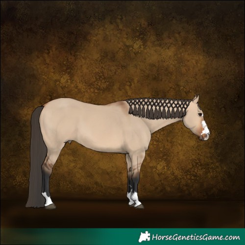Horse Color:Bay Dun