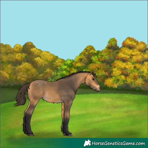 Horse Color:Buckskin 