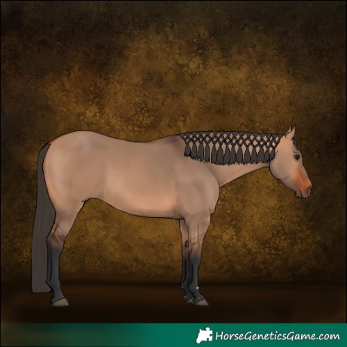 Horse Color:Bay Dun