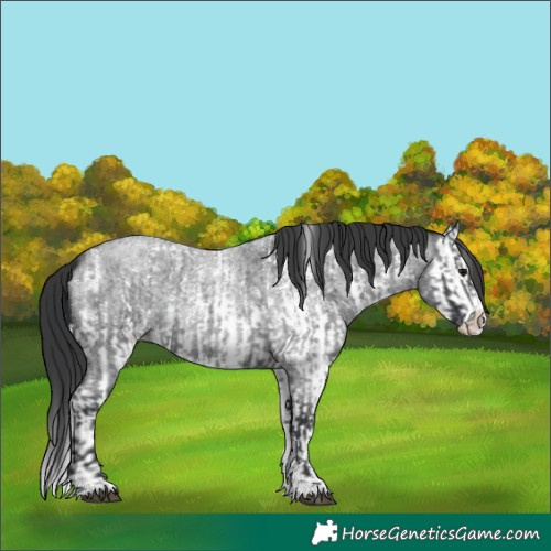 Horse Color:Blue Roan Sabino Splash  and Blue Roan Sabino Splash 