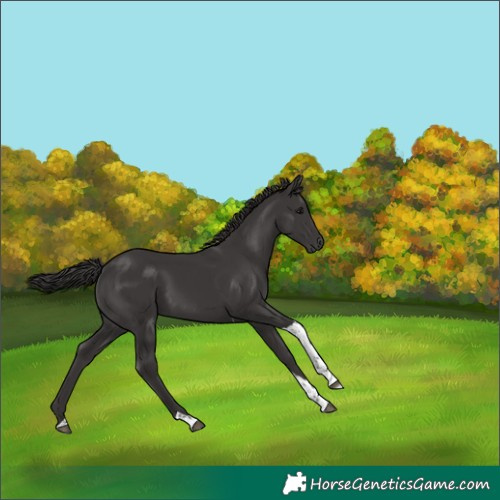 Horse Color:Smoky Black Tobiano 