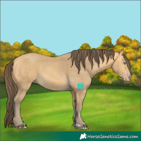 Horse Color:Amber Cream Champagne 