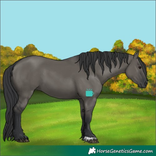 Horse Color:Grullo