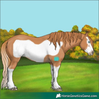 Horse Color:Chestnut Splash Frame 