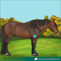 Horse Color:Bay Rabicano 