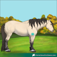 Horse Color:Buckskin Dun