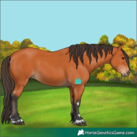 Horse Color:Bay 