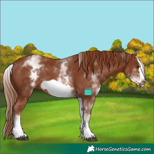 Horse Color:White Spotted Chestnut Frame