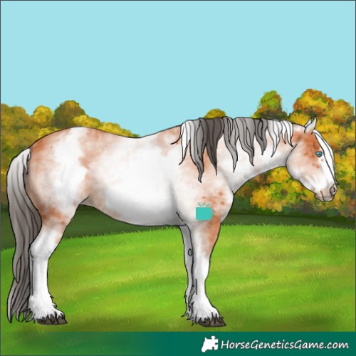 Horse Color:White Spotted Bay Frame 