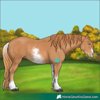 Horse Color:White Spotted Chestnut Splash