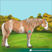 Horse Color:White Spotted Chestnut Splash 