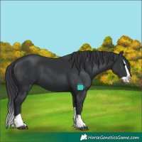 Horse Color:Black Splash 