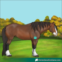 Horse Color:Bay Splash 
