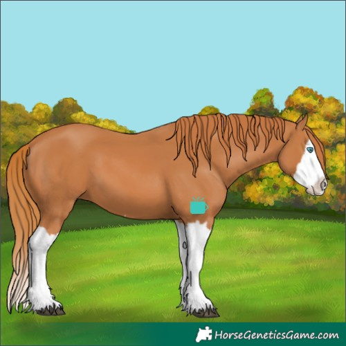 Horse Color:Chestnut Splash 