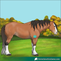Horse Color:Bay Splash 