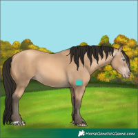 Horse Color:Gray Amber Cream Champagne 