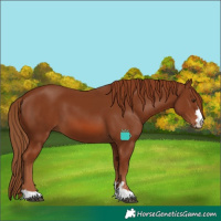 Horse Color:Chestnut 