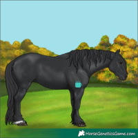 Horse Color:Black 