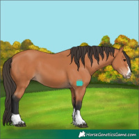 Horse Color:Bay 