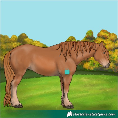 Horse Color:Chestnut 