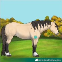 Horse Color:Buckskin 