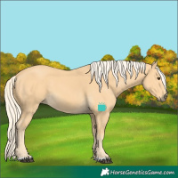 Horse Color:Palomino 