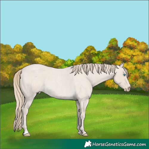 Horse Color:Smoky Creme Roan
