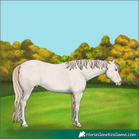 Horse Color:Smoky Creme Roan 