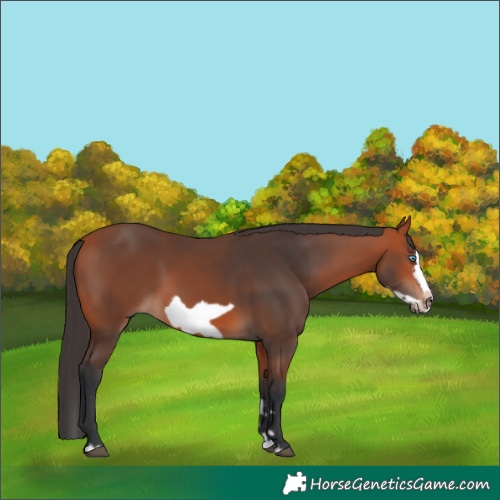 Horse Color:Bay Splash Frame