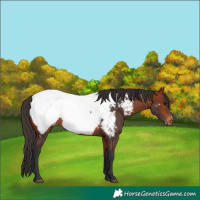 Horse Color:Unknown 