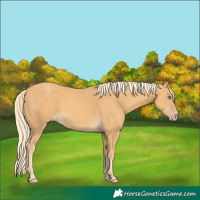 Horse Color:Gold Cream Champagne 