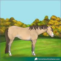 Horse Color:Amber Cream Champagne