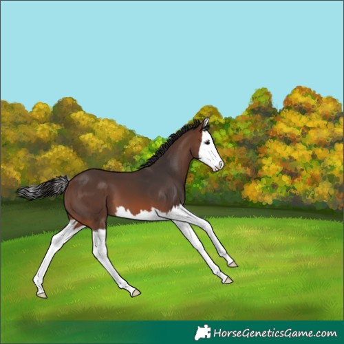 Horse Color:Brown Splash 