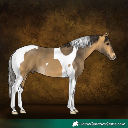 Horse Color:Buckskin Tobiano