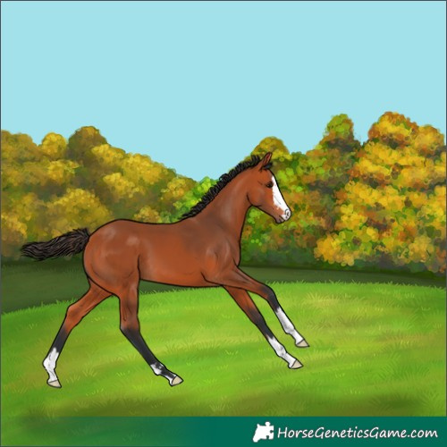 Horse Color:Bay 