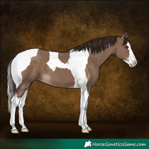 Horse Color:Liver Red Dun Splash Tobiano 