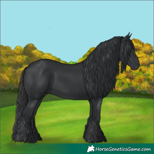Horse Color:Black 