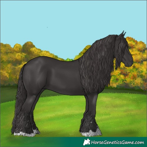 Horse Color:Smoky Black 