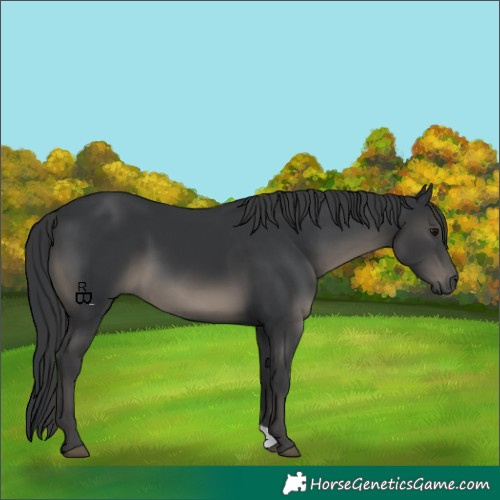 Horse Color:Black 