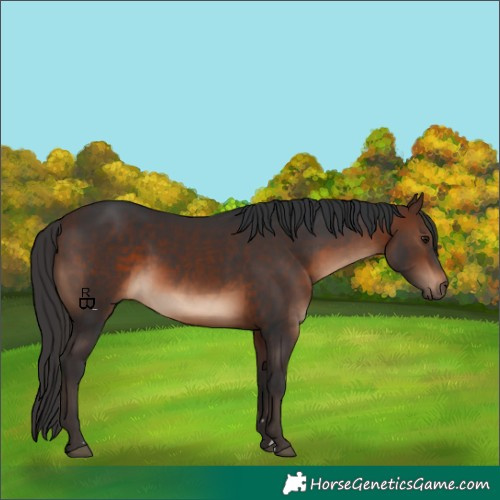 Horse Color:Brown 