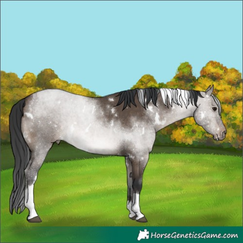 Horse Color:White Spotted Brown Dun Tobiano 