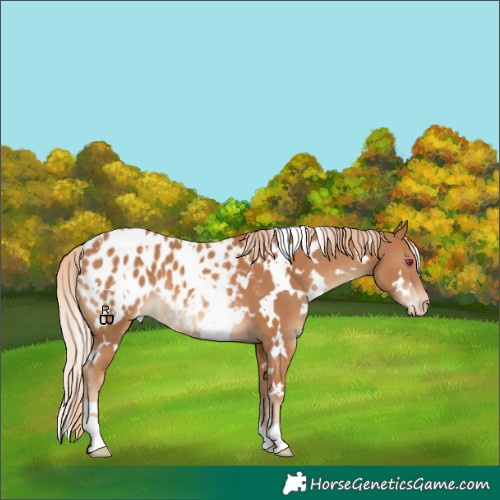 Horse Color:White Spotted Chestnut Appaloosa
