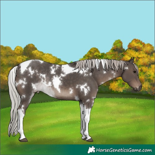 Horse Color:White Spotted Silver Black Tobiano Rabicano 