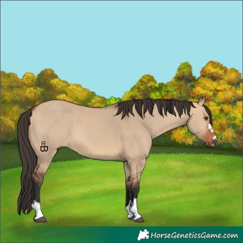 Horse Color:Bay Dun 