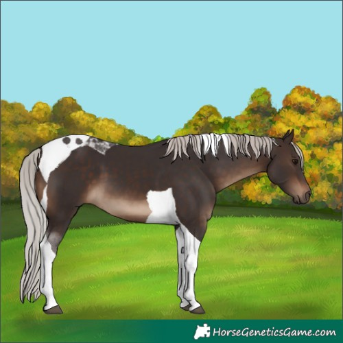 Horse Color:Silver Brown Tobiano 