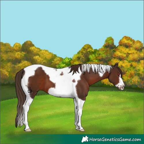 Horse Color:Liver Chestnut Tobiano Frame 