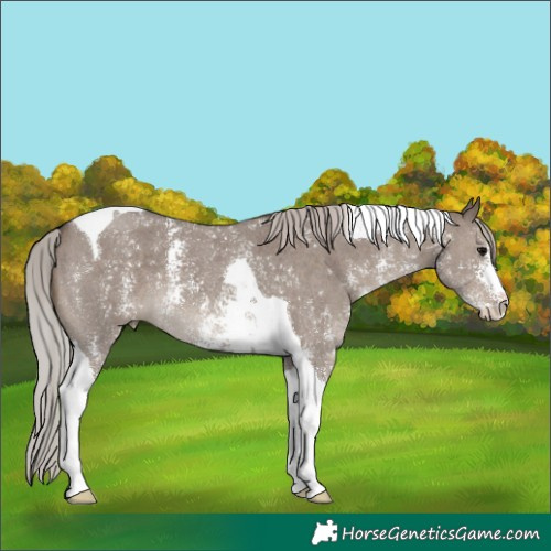 Horse Color:Silver Grullo Sabino Tobiano 