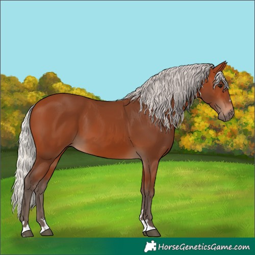 Horse Color:Silver Bay