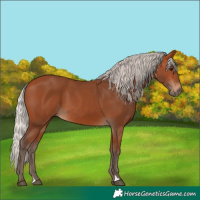 Horse Color:Silver Bay
