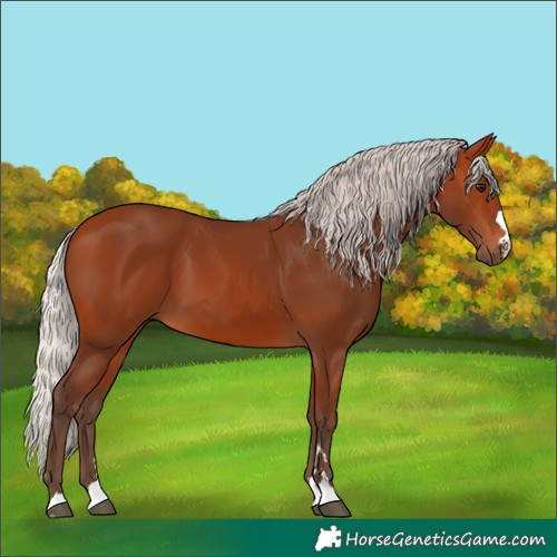 Horse Color:Silver Bay